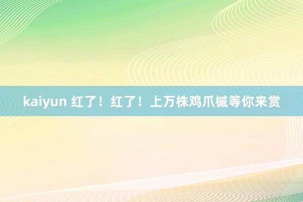 kaiyun 红了！红了！上万株鸡爪槭等你来赏