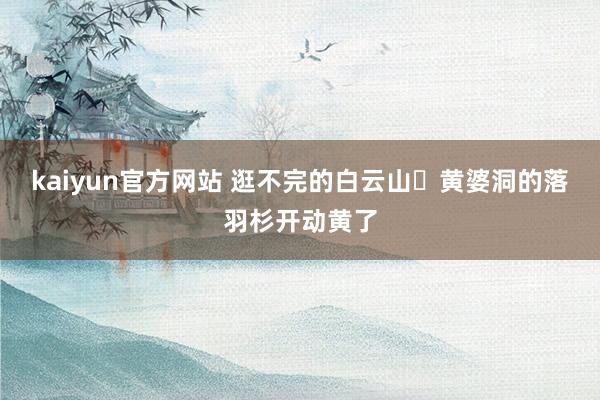 kaiyun官方网站 逛不完的白云山❗黄婆洞的落羽杉开动黄了