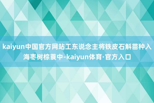 kaiyun中国官方网站工东说念主将铁皮石斛苗种入海枣树棕蓑中-kaiyun体育·官方入口